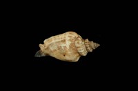 藏品(黑嘴鳳凰螺)的圖片